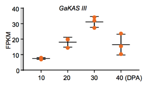 圖9 GaKASIII基因在棉花胚珠發(fā)育過程中的表達