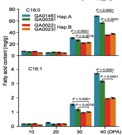 圖10 在棉花生長發(fā)育過程中C16:0和C16:1脂肪酸含量分析（Hap. A和Hap. B）