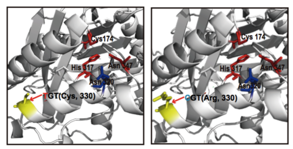 圖11 GaKASIII蛋白結(jié)構(gòu)模型