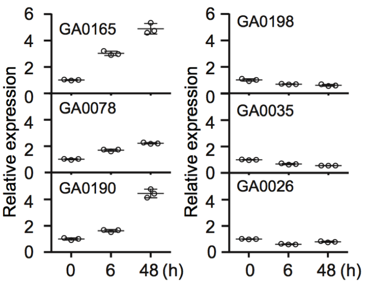 圖13 GaGSTF9基因表達的qRT-PCR分析