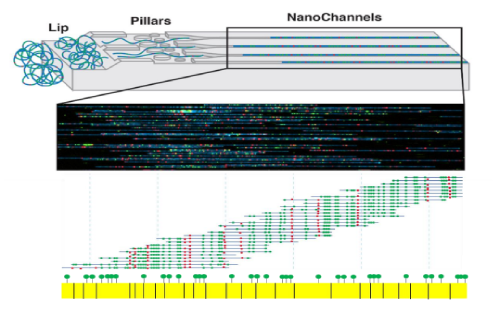 實驗原理 實驗原理