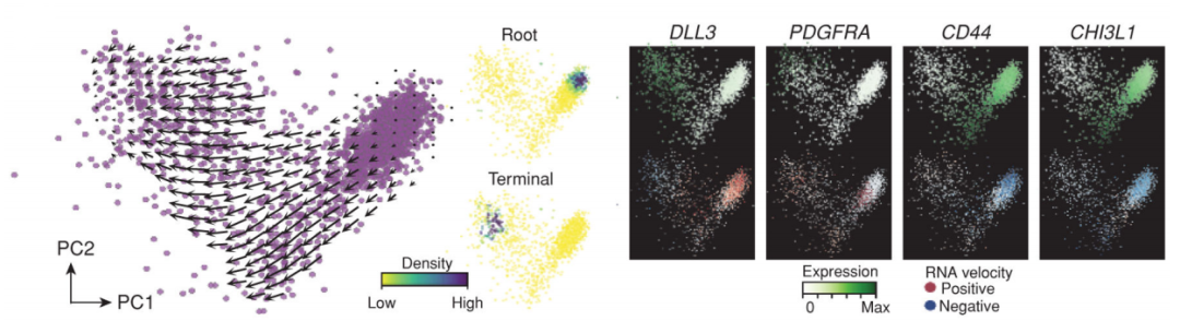 膠質母細胞瘤干細胞樣細胞分化軌跡
