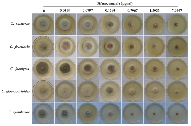 五種炭疽菌在添加不同濃度苯醚甲環(huán)唑的PDA培養(yǎng)基上的形態(tài)特征