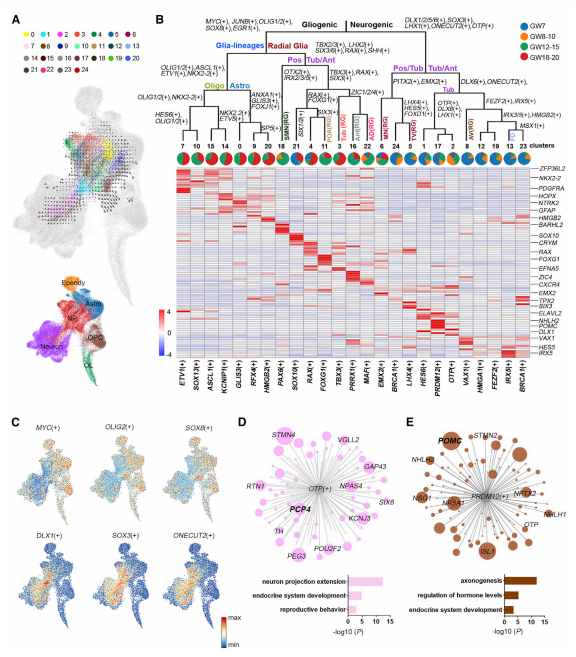 由調(diào)節(jié)子調(diào)節(jié)的下丘腦祖細胞的發(fā)育多樣化