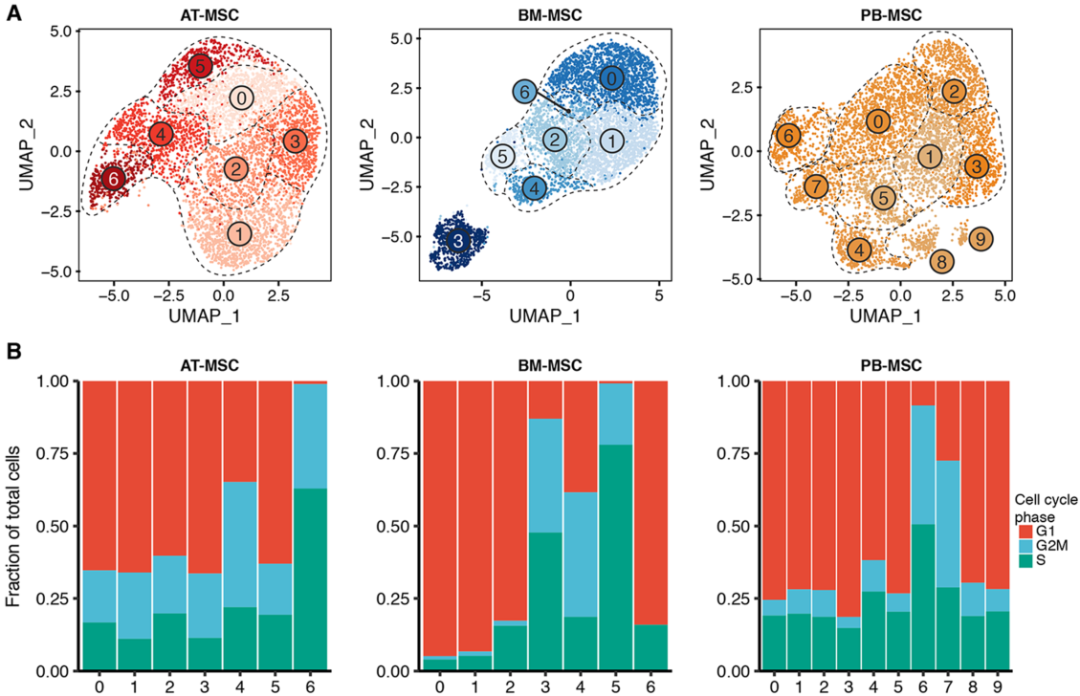 圖4單細胞RNA測序（sc?RNAseq）數(shù)據(jù)揭示了馬間充質基質細胞（MSCs）的源內變異