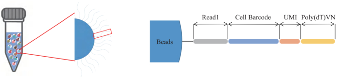 圖3：引物結構示意圖。