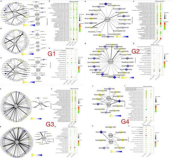 低溫脅迫相關基因與 dam 的相關網絡分析