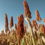 Mol Plant丨轉(zhuǎn)錄組學(xué)和群體研究聯(lián)合助力高粱功能基因組學(xué)研究和遺傳育種