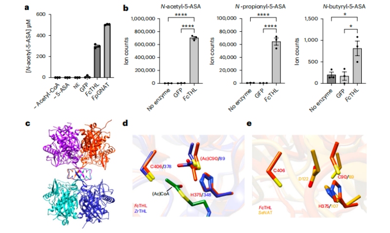 圖3?5-ASA在體外的乙?；钚缘淖C實(shí)