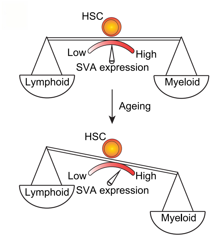 圖7. 衰老相關(guān)SVA激活導(dǎo)致髓系偏倚