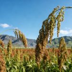 《Cell》：揭示缺磷環(huán)境促進(jìn)作物SL外排的生理現(xiàn)象，并解析其分子機(jī)制