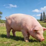 《Science Bulletin》印遇龍?jiān)菏繄F(tuán)隊(duì)最新研究成果：史氏甲烷短桿菌通過(guò)抑制肝臟酮體代謝，導(dǎo)致出生后生長(zhǎng)遲緩