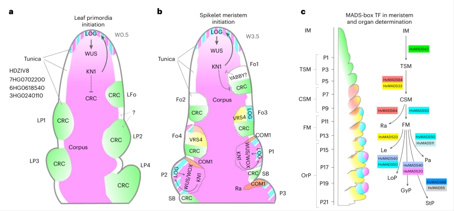 圖2. 植物SAM中原基形成和分生組織結(jié)構(gòu)的模型，以及發(fā)育中的花序示意圖
