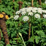 川芎水稻輪作內(nèi)在機(jī)制解析最新研究進(jìn)展丨《Journal of Cleaner Production》成都中醫(yī)藥大學(xué)國(guó)錦琳教授團(tuán)隊(duì)