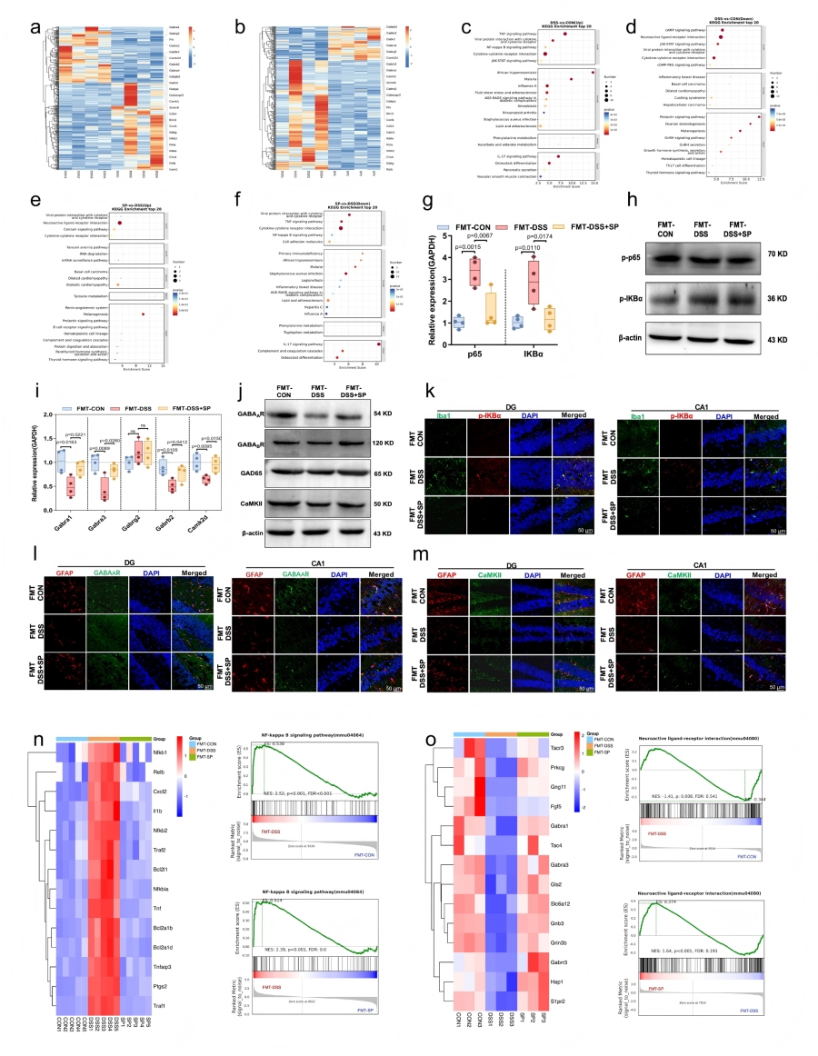 圖6 SP通過調節(jié)腸道微生物組影響海馬基因的表達